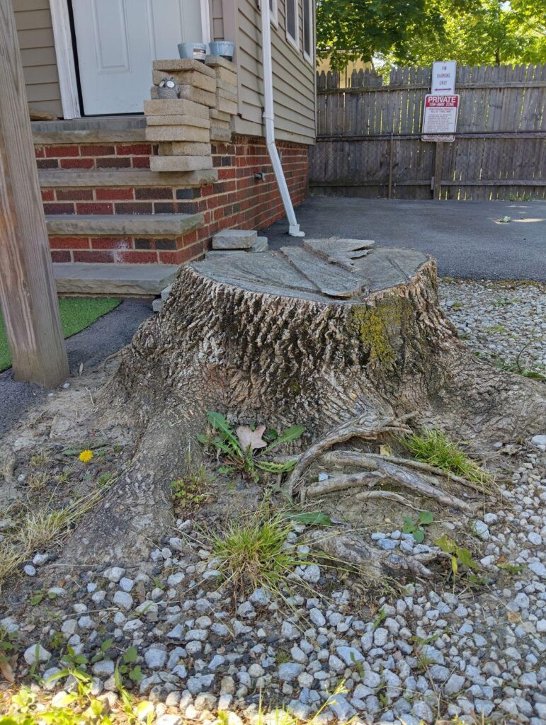 Stump Grinding